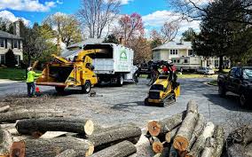 Professional Tree Removal and Landscaping Services in Cleveland, MS